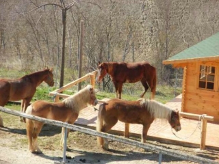 Nuestra escuela de equitación 
